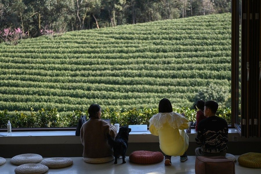 游客在浙江省安吉縣黃杜村萬畝茶園邊的咖啡館休閑（2023年2月21日攝）。