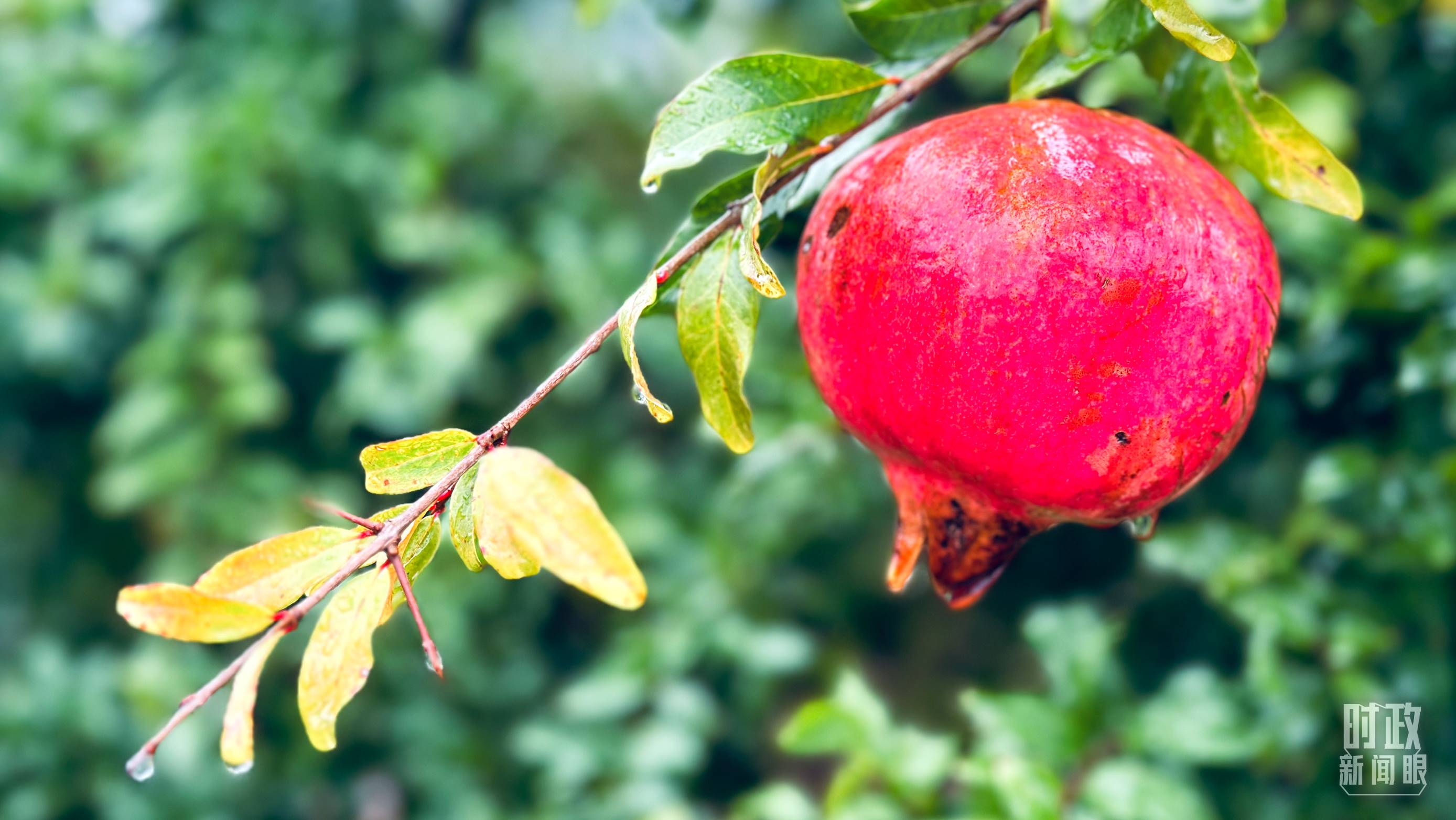 △山東省棗莊市冠世榴園，石榴紅了。（總臺(tái)央視記者范一鳴拍攝）