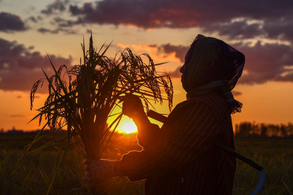 農(nóng)民在吉林省吉林市永吉縣萬昌鎮(zhèn)花家村收割水稻（2023年9月12日攝）。新華社記者 張楠 攝