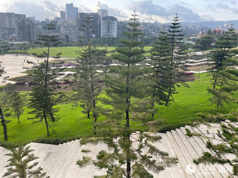 亞的斯亞貝巴友誼廣場(chǎng)的南洋杉。人民網(wǎng)記者 趙艷紅攝