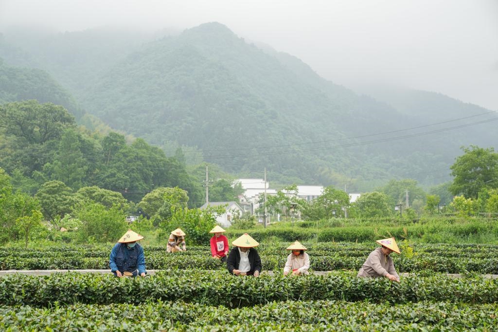 2022年5月11日，村民在大灣村生態(tài)茶園內(nèi)采摘茶葉。新華社記者杜宇攝