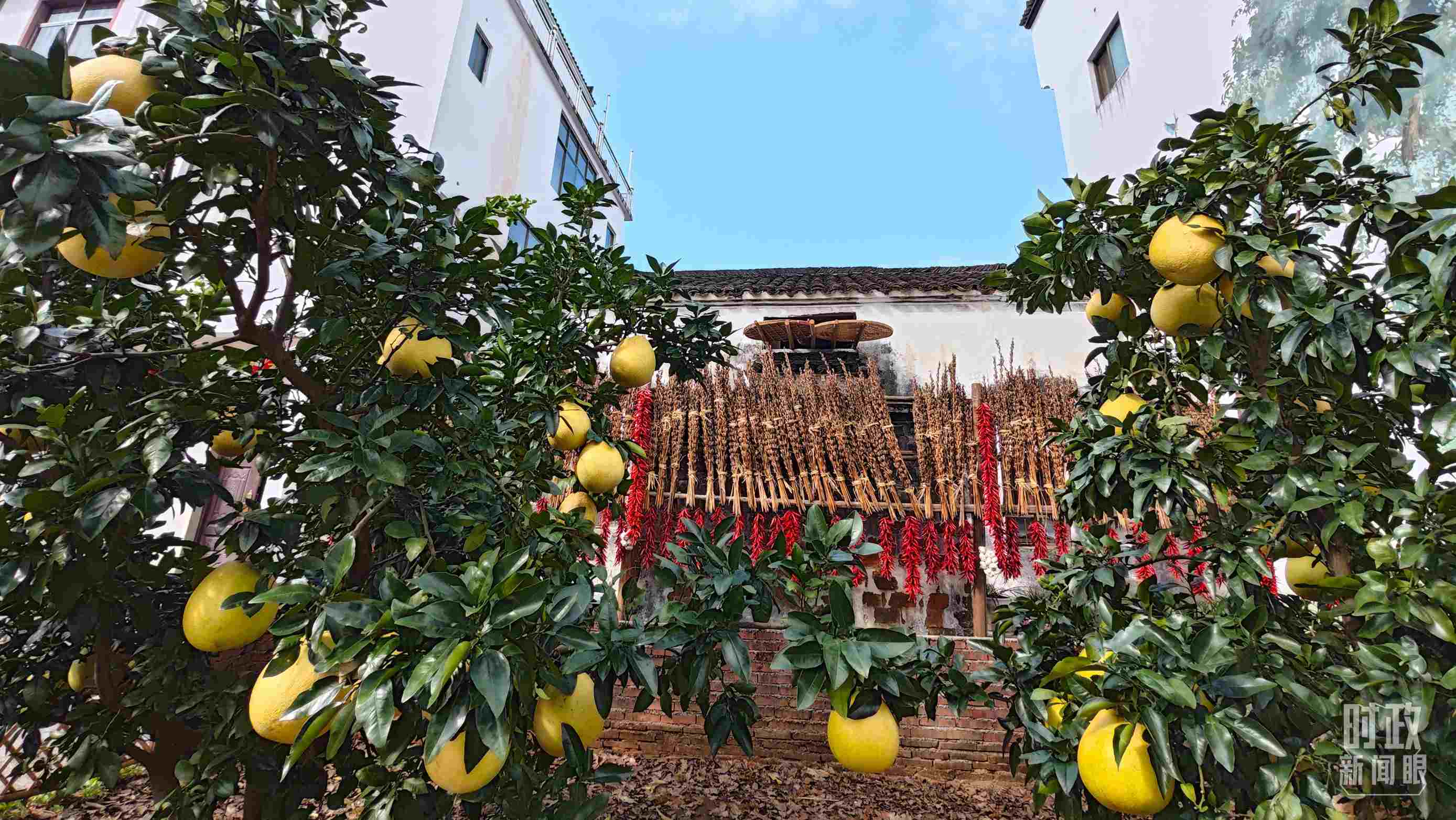 △石門村農(nóng)家小院里碩果累累。（總臺(tái)央視記者許永松拍攝）