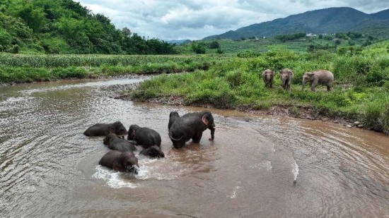 野生亞洲象組團(tuán)泡澡降溫解暑。何有剛攝