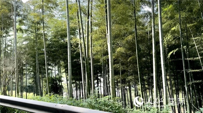 沿途中的竹林。人民網(wǎng)記者 周雨攝