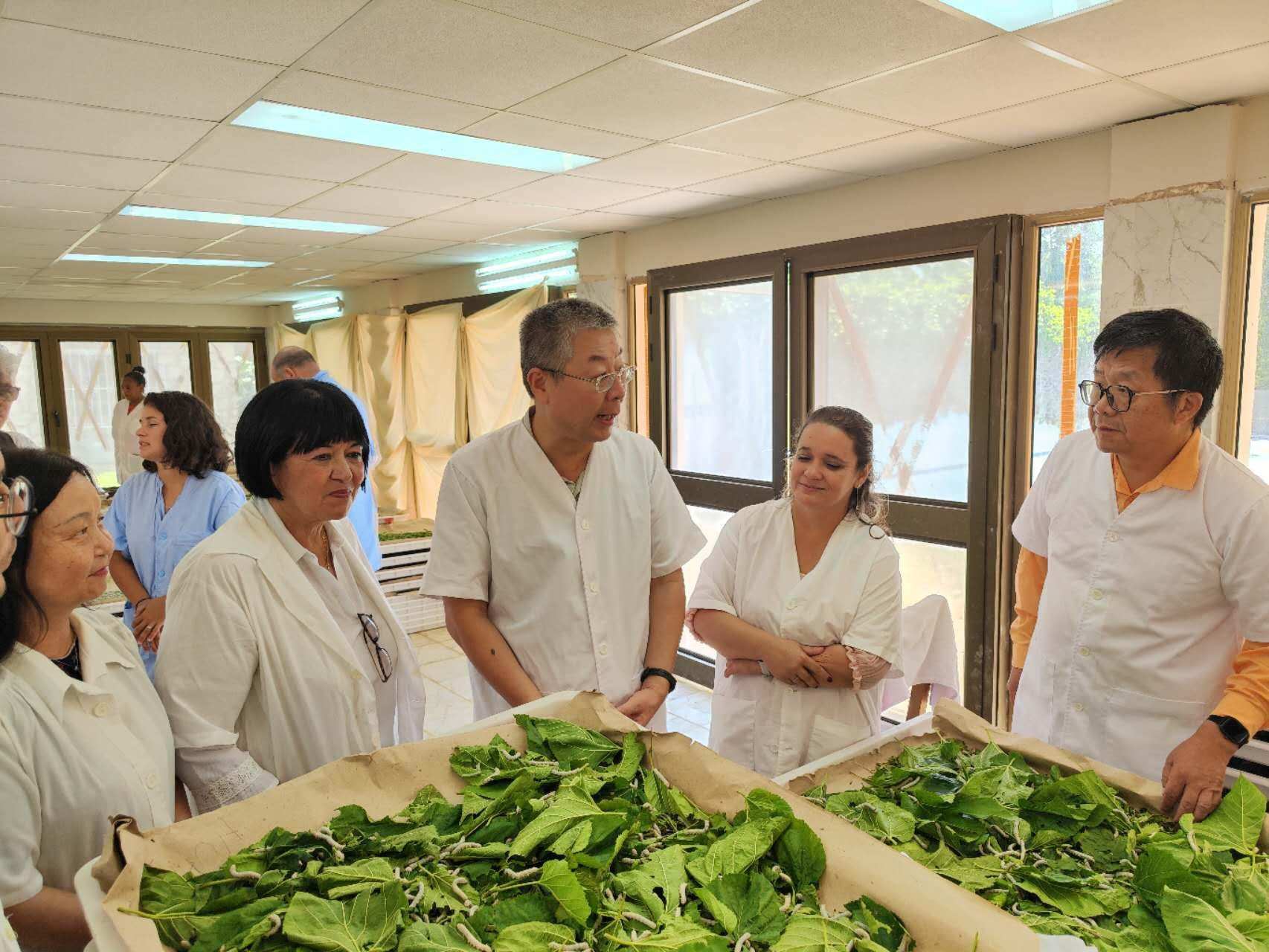 2023年5月23日，中國(guó)駐古巴大使馬輝考察古中蠶桑科技合作中心。來(lái)源：中國(guó)駐古巴大使館官網(wǎng)