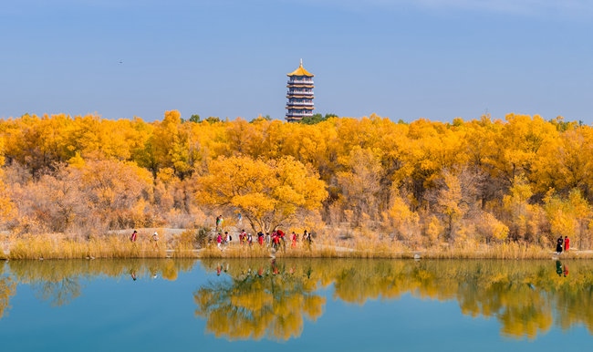 胡楊林金碧耀眼。蘭州局集團公司融媒體中心供圖