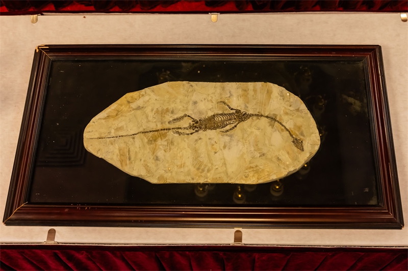 潛龍化石。國家文物局供圖