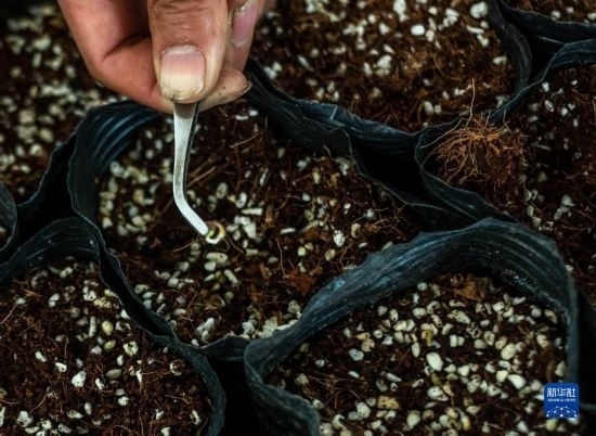 云南錦科花卉工程研究中心里已經(jīng)發(fā)芽的太空種子（4月3日攝）。