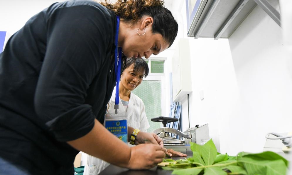 9月17日，來(lái)自哥倫比亞的研修班學(xué)員埃文·奧拉亞（左）在中國(guó)專家的指導(dǎo)下學(xué)習(xí)實(shí)操木薯組培快速繁育技術(shù)。