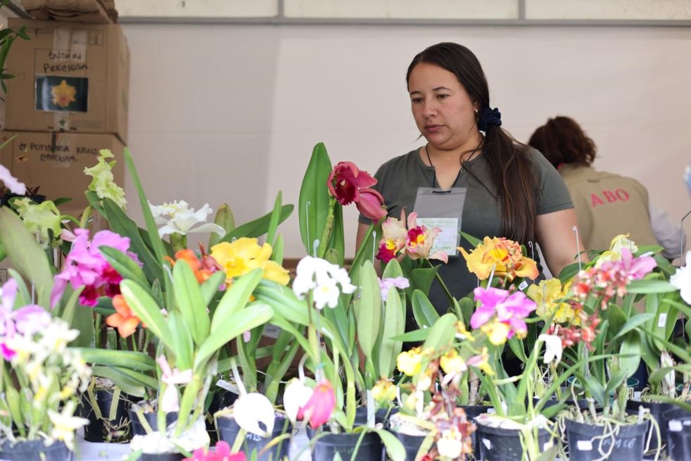 9月14日至17日，哥倫比亞首都波哥大舉辦蘭花展。