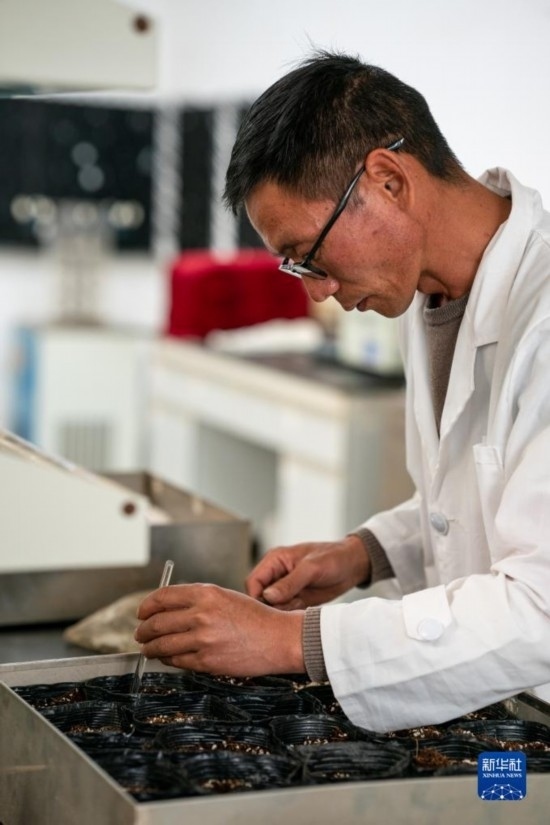 技術(shù)員田連通在實(shí)驗(yàn)室播種太空種子（4月3日攝）。