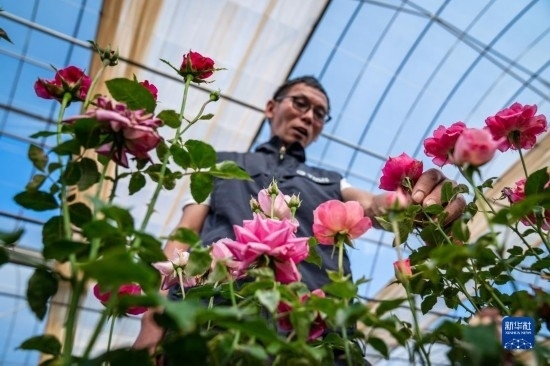 在云南省安寧市現(xiàn)代農(nóng)業(yè)園區(qū)玫瑰種植示范園，技術(shù)員田連通觀察玫瑰花（10月20日攝）。