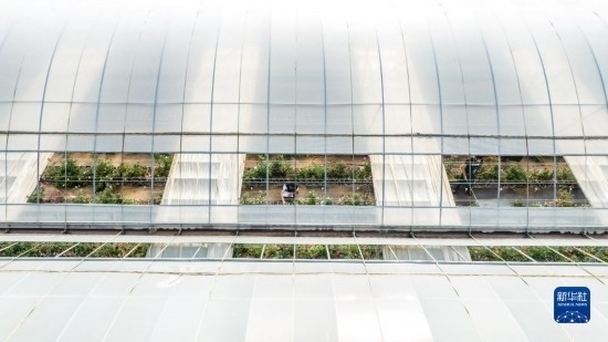 云南省安寧市現(xiàn)代農(nóng)業(yè)園區(qū)玫瑰種植示范園一景（無(wú)人機(jī)照片，10月20日攝）。