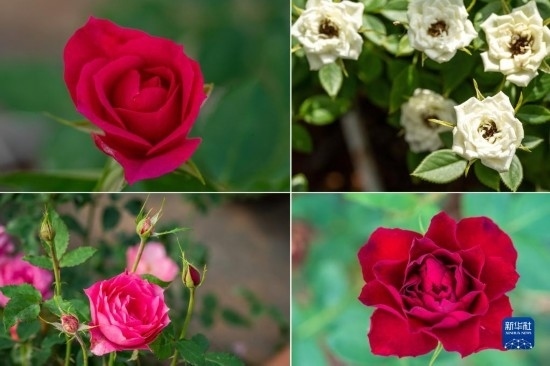 這是云南省安寧市現(xiàn)代農(nóng)業(yè)園區(qū)玫瑰種植示范園里玫瑰新品種的拼版照片。