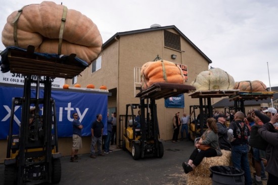  10月9日，在美國(guó)加利福尼亞州圣馬特奧縣半月灣舉行的南瓜稱(chēng)重大賽現(xiàn)場(chǎng)，人們圍觀參賽的南瓜。新華社發(fā)（李建國(guó)攝）