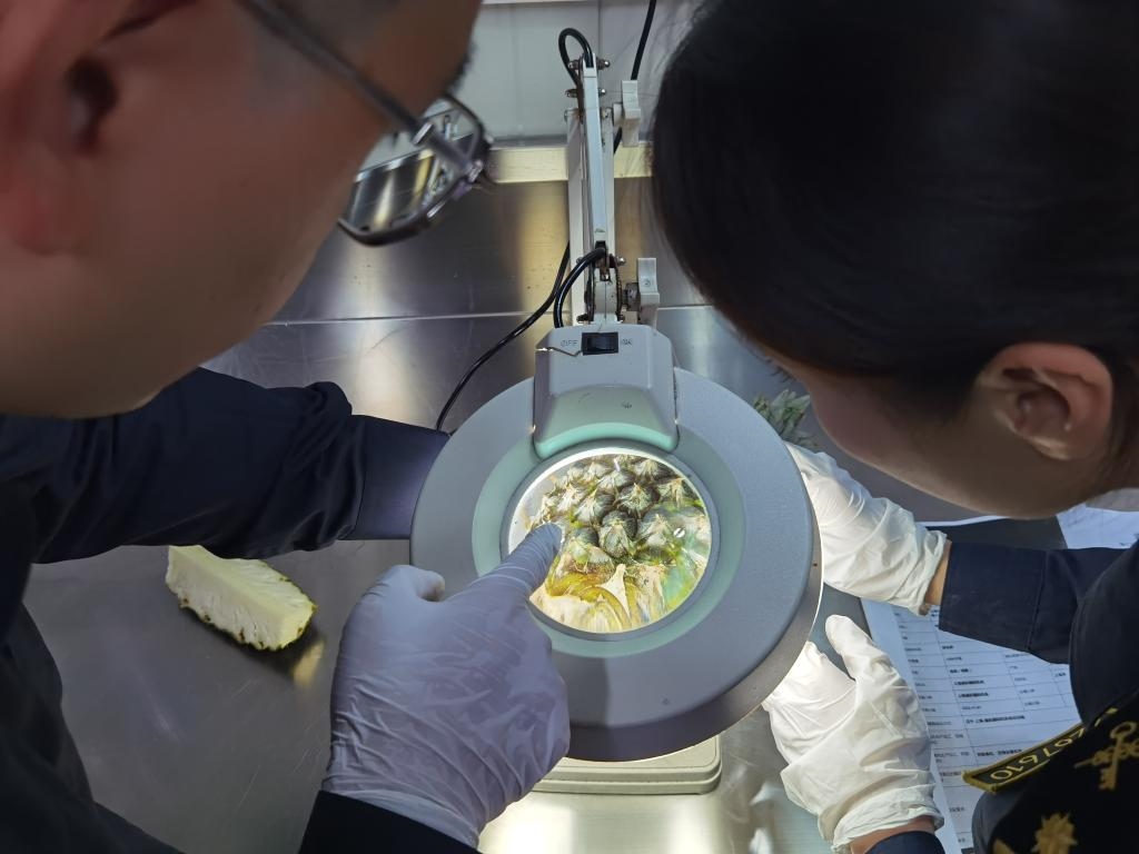 11月3日，上海海關(guān)關(guān)員對首批入境中國、參展第六屆進(jìn)博會的貝寧菠蘿進(jìn)行檢驗(yàn)檢疫。新華社記者 吳宇 攝