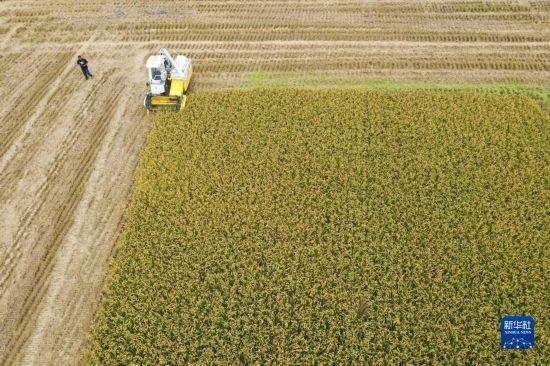 11月4日，在南通市通州區(qū)十總鎮(zhèn)育民村農(nóng)場(chǎng)，一臺(tái)設(shè)置好參數(shù)的無(wú)人收割機(jī)在工作中（無(wú)人機(jī)照片）。