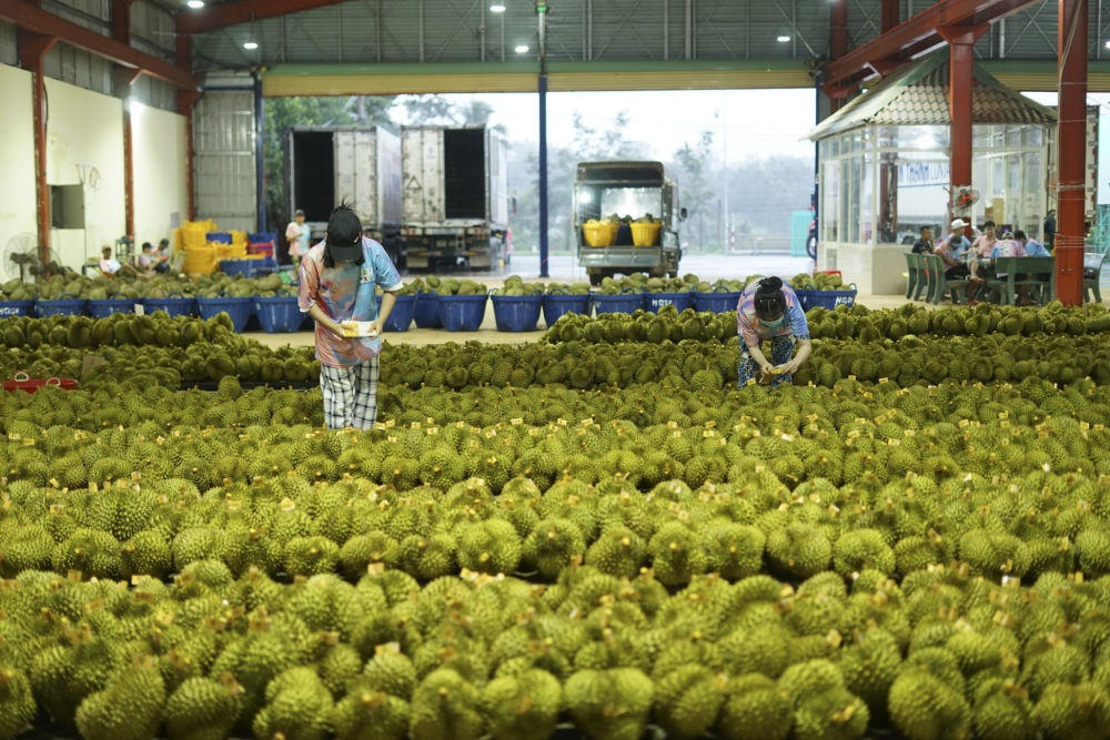 2023年9月15日，在越南多樂省一家榴蓮加工廠，工人在給即將出口到中國的榴蓮包裝貼牌。隨著《區(qū)域全面經(jīng)濟(jì)伙伴關(guān)系協(xié)定》紅利釋放，中國—東盟貿(mào)易規(guī)模進(jìn)一步擴(kuò)大。越來越多東盟國家的優(yōu)質(zhì)水果便捷地進(jìn)入中國市場，走上消費者的餐桌。