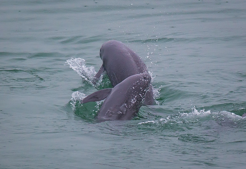 2021年5月10日，在湖北省宜昌市江邊，長江江豚在水中嬉戲。