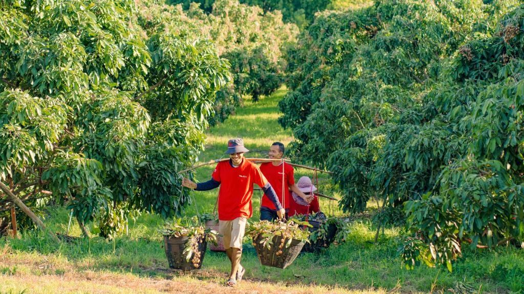 2023年10月，泰國(guó)尖竹汶府的龍眼種植園內(nèi)，采果工人正在運(yùn)輸新采摘的龍眼。（黎銀成攝 新華社發(fā)）