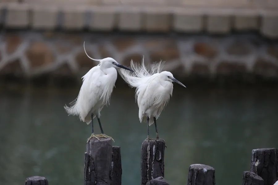 筼筜湖白鷺。人民網(wǎng)記者 陳博 攝