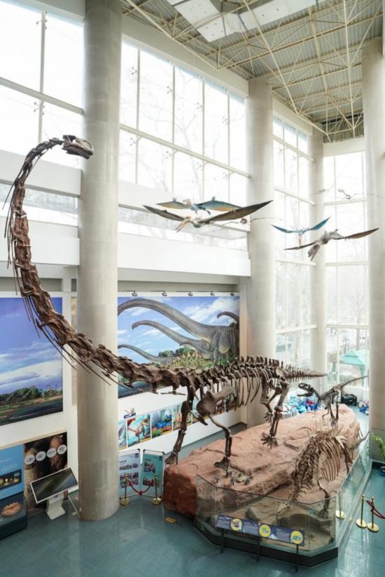 南京古生物博物館展出的馬門溪龍模型。新華社記者李博 攝
