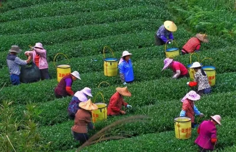 △軍營(yíng)村茶農(nóng)在茶園采茶。