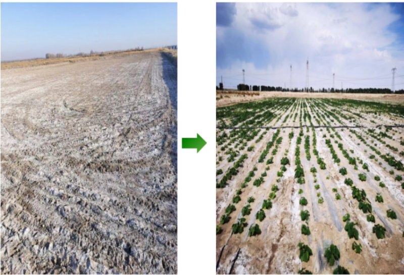 鹽堿地成良田。黃花農(nóng)場(chǎng)供圖