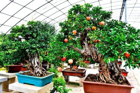 山東棗莊嶧城區(qū)萬(wàn)景園盆景基地的石榴盆景