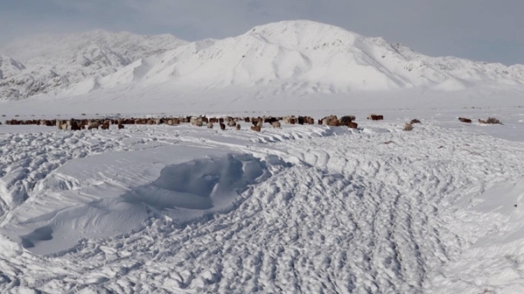 蒙古國(guó)近日發(fā)生雪災(zāi)。圖片來(lái)源：蒙政府網(wǎng)站