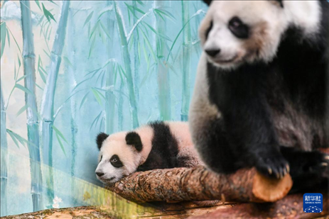 這是3月8日在俄羅斯莫斯科動物園拍攝的大熊貓“喀秋莎”（左）和媽媽“丁丁”。新華社記者 曹陽 攝