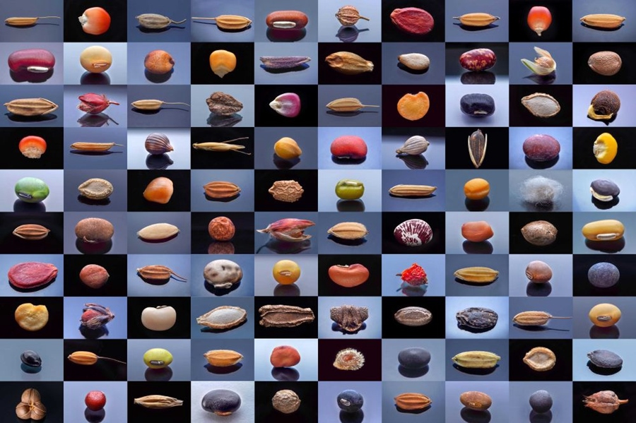 微距鏡頭下，湖南省農(nóng)作物種質(zhì)資源庫的種子千姿百態(tài)（100個(gè)種子拼版照片）。