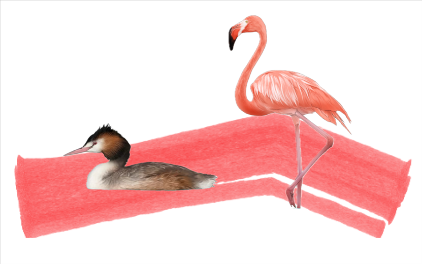 奇跡鳥(niǎo)類(lèi)（火烈鳥(niǎo)總目）。浙江大學(xué)供圖