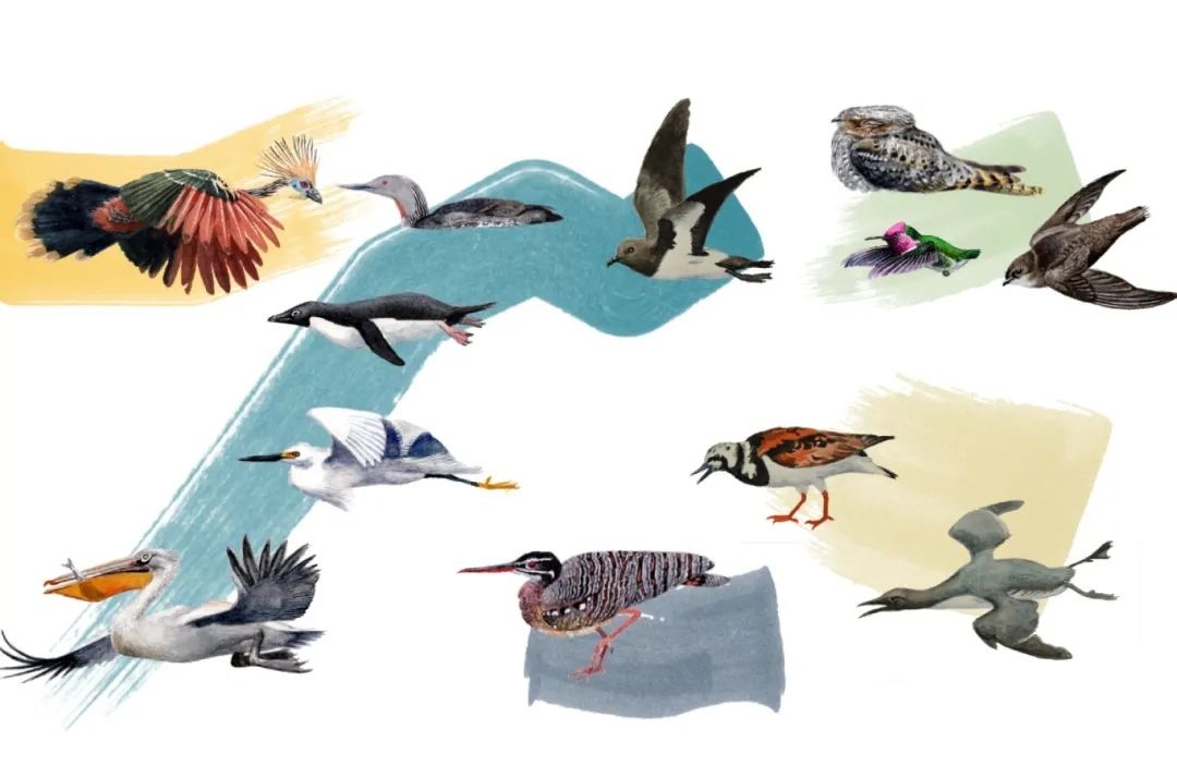 元素鳥(niǎo)類(lèi)。浙江大學(xué)供圖
