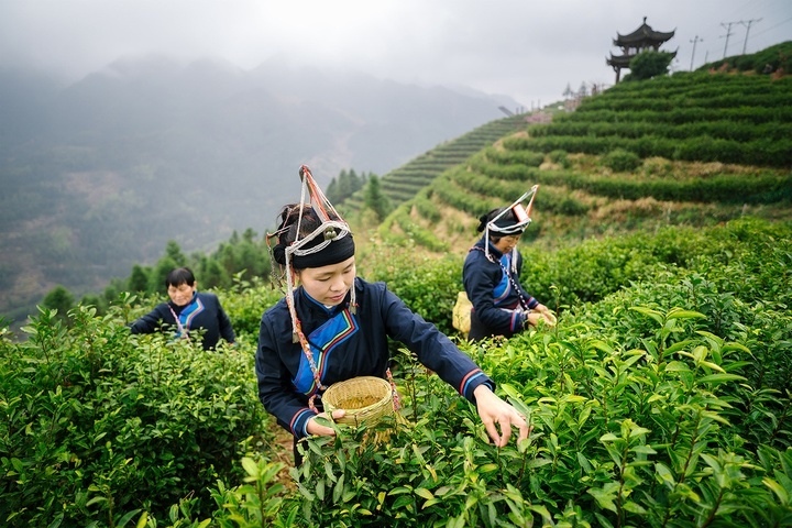惠明茶采摘。供圖 共享聯(lián)盟·景寧