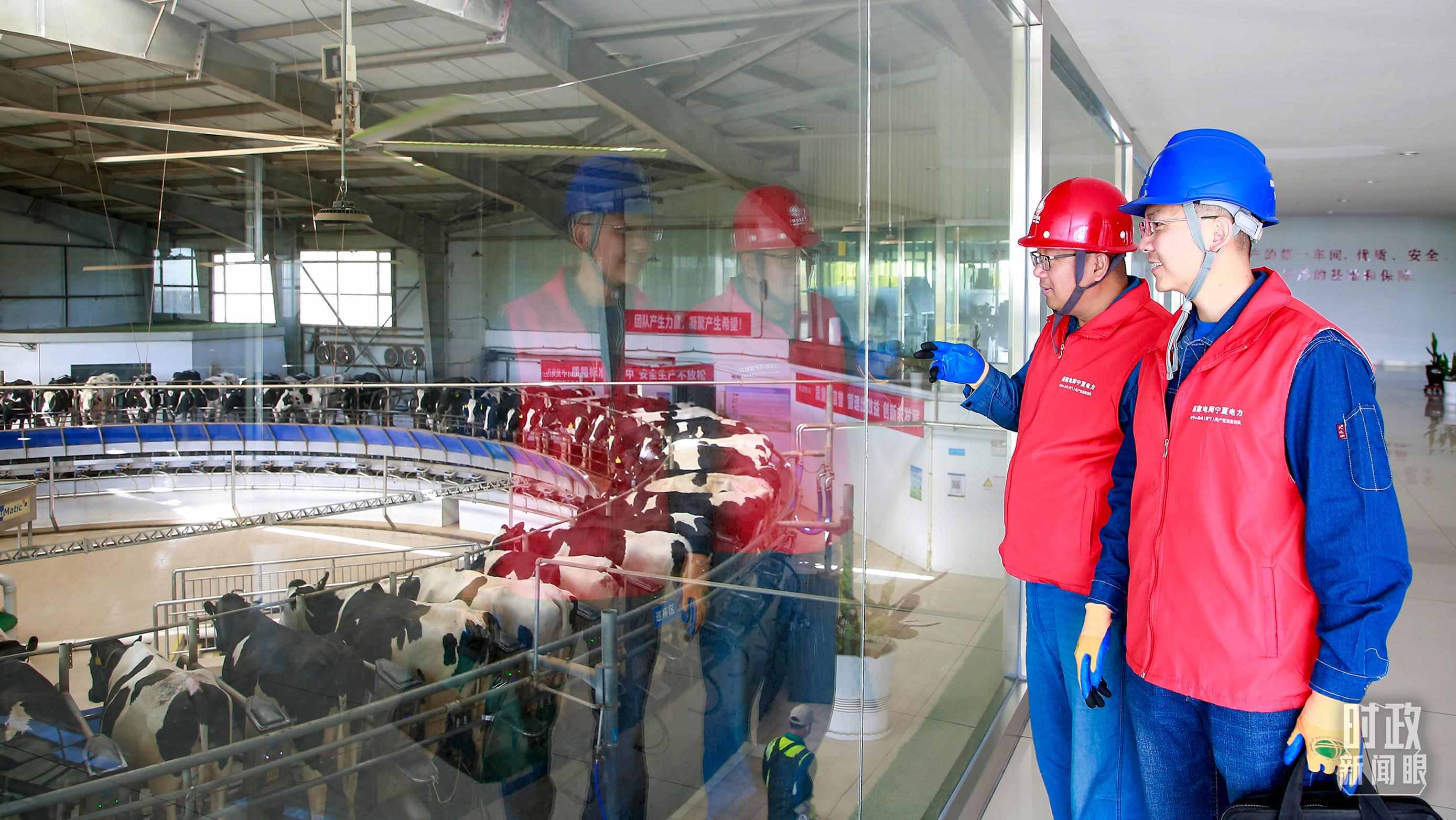  △寧夏銀川，電力員工深入奶牛養(yǎng)殖企業(yè)，助力數(shù)智化養(yǎng)殖。（圖/視覺(jué)中國(guó)）