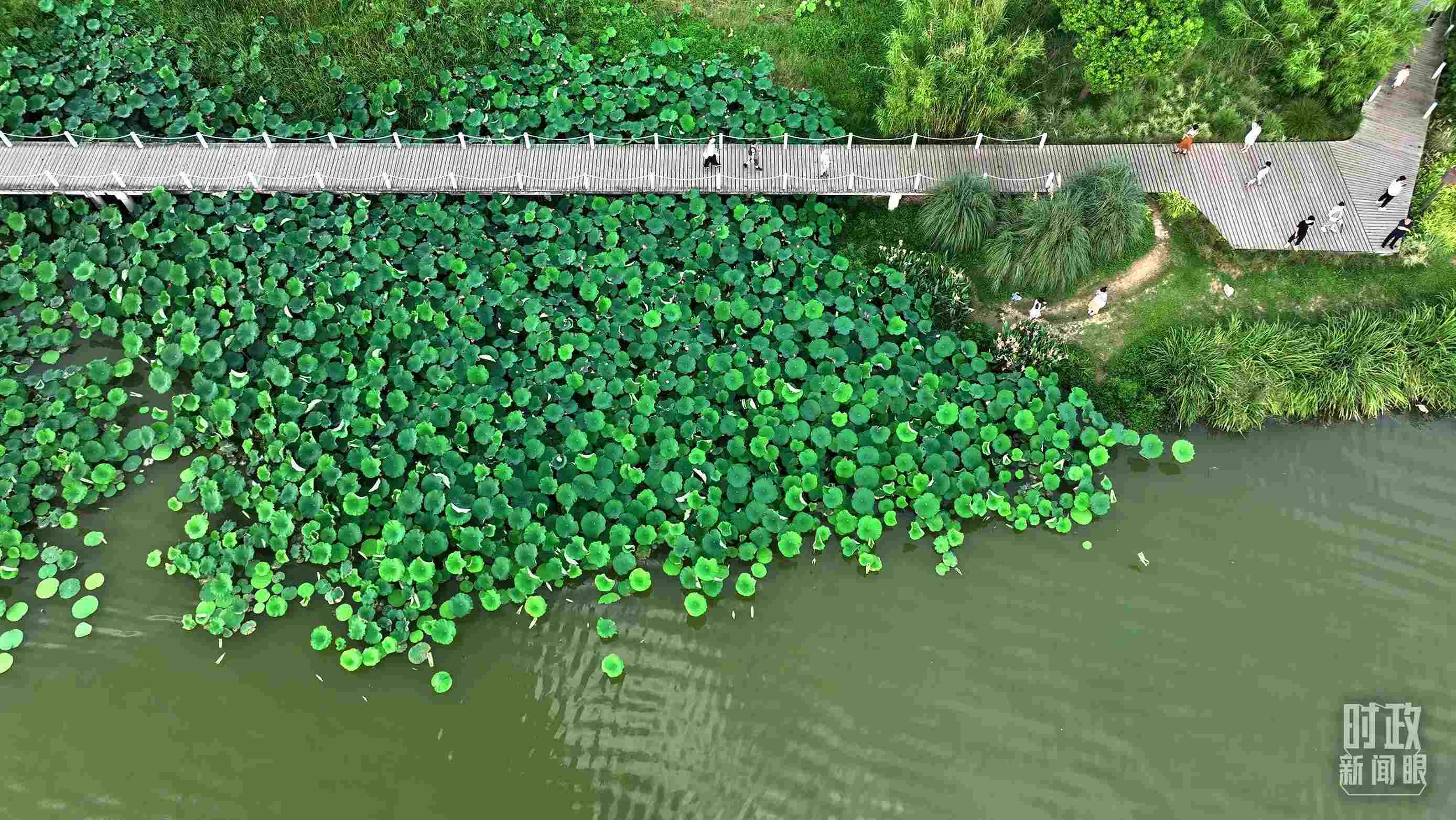 △陜西漢中天漢濕地公園內(nèi)，游人穿行，荷影婆娑。（總臺(tái)記者劉海濤拍攝）