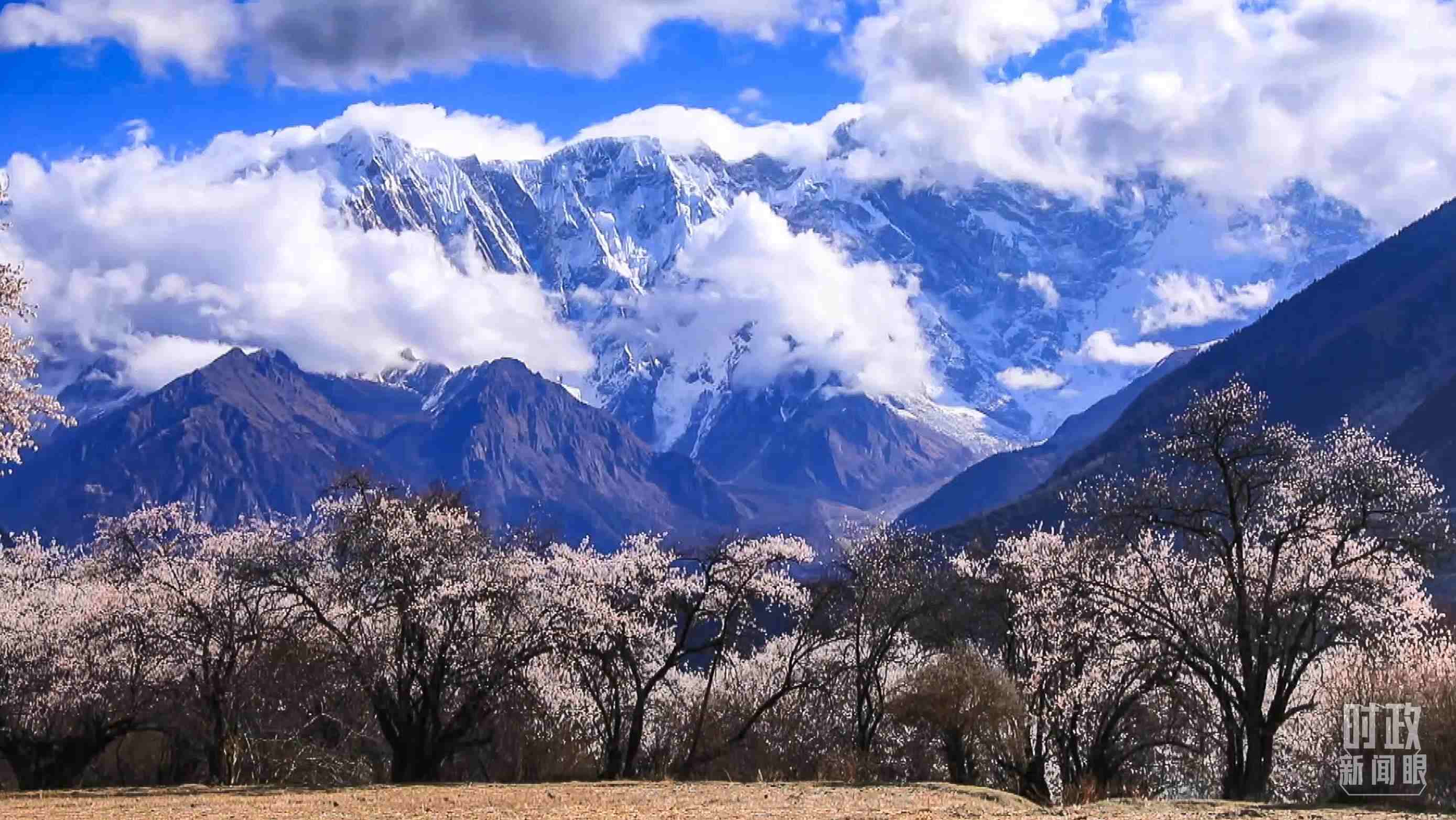 △西藏林芝。（總臺(tái)記者李旭拍攝）