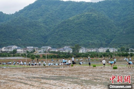 圖為5月21日，綏陽縣旺草中學(xué)學(xué)生在旺草萬畝大壩體驗(yàn)插秧。唐哲 攝