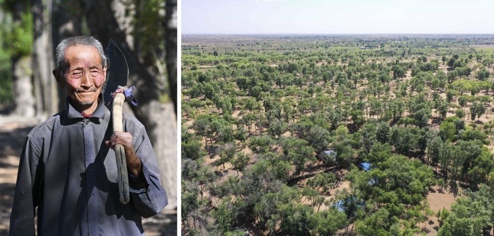 拼版照片：左圖為內(nèi)蒙古鄂托克前旗呼和陶勒蓋嘎查的牧民曹扎娃出門勞作（2023年6月14日攝）；右圖為曹扎娃的承包地（2023年6月14日攝，無(wú)人機(jī)照片）。20世紀(jì)80年代，在毛烏素沙地中，曹扎娃主動(dòng)承包了2300多畝沙地。這么多年來(lái)，曹扎娃堅(jiān)持種樹治沙，最終將沙地變成了林海。新華社記者 劉磊 攝