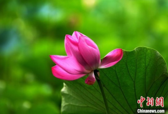 6月19日，時值一年畢業(yè)季，四川大學望江校區(qū)荷花池里的荷花盛開，成為了畢業(yè)生們的打卡圣地，吸引了眾多畢業(yè)生拍照留念。圖為盛開的荷花。中新社記者 安源 攝