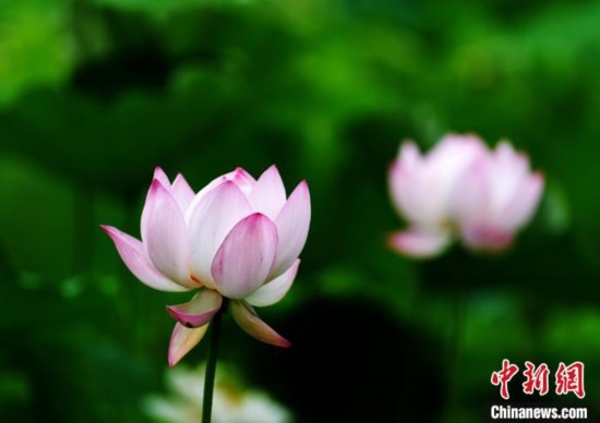 6月19日，時值一年畢業(yè)季，四川大學望江校區(qū)荷花池里的荷花盛開，成為了畢業(yè)生們的打卡圣地，吸引了眾多畢業(yè)生拍照留念。圖為盛開的荷花。中新社記者 安源 攝