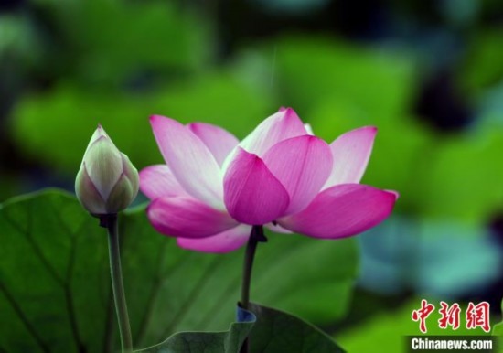 6月19日，時值一年畢業(yè)季，四川大學望江校區(qū)荷花池里的荷花盛開，成為了畢業(yè)生們的打卡圣地，吸引了眾多畢業(yè)生拍照留念。圖為盛開的荷花。中新社記者 安源 攝