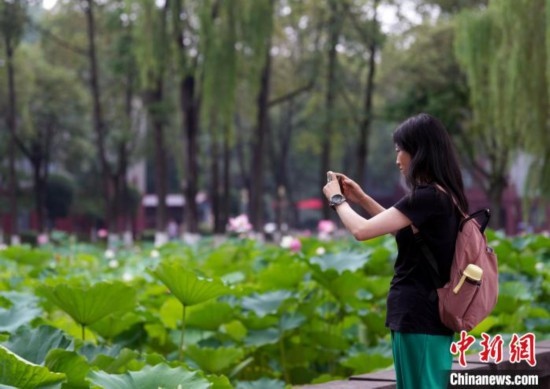 6月19日，時值一年畢業(yè)季，四川大學望江校區(qū)荷花池里的荷花盛開，成為了畢業(yè)生們的打卡圣地，吸引了眾多畢業(yè)生拍照留念。圖為畢業(yè)生在荷花池邊拍照留念。中新社記者 安源 攝
