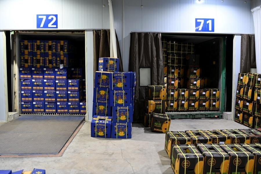 2023年9月12日在廣西憑祥友誼關(guān)口岸拍攝的等待通關(guān)的進(jìn)口榴蓮。新華社記者 曹祎銘 攝
