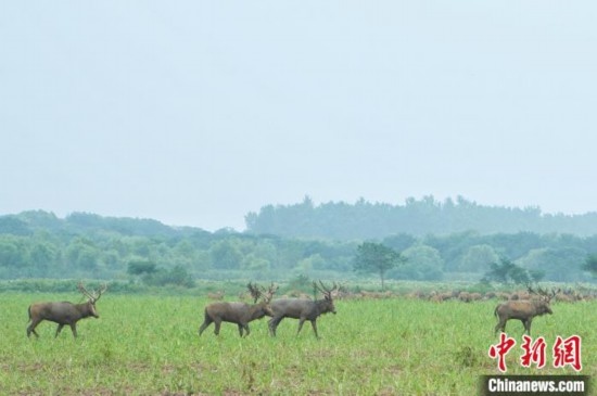 湖北石首:成群麋鹿悠然覓食