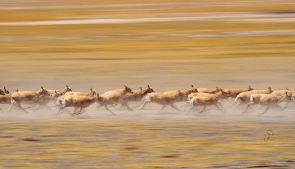 2024年6月13日，在羌塘國家級自然保護區(qū)，遷徙中的藏羚羊奔跑起來。新華社記者費茂華攝
