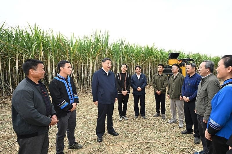 2023年12月14日，習(xí)近平總書記在廣西來賓市國家現(xiàn)代農(nóng)業(yè)產(chǎn)業(yè)園黃安優(yōu)質(zhì)“雙高”糖料蔗基地考察時(shí)，同蔗農(nóng)、農(nóng)機(jī)手和農(nóng)技人員親切交流。