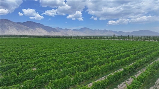 閩寧從荒蕪貧瘠的荒灘戈壁變成了如今的片片綠洲。