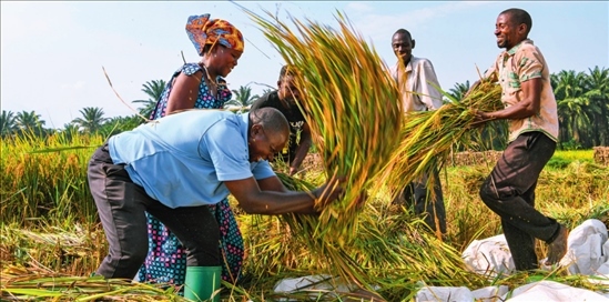 2018 年，中國(guó)農(nóng)業(yè)專(zhuān)家組在布隆迪布班扎省吉漢加縣設(shè)立首個(gè)水稻減貧示范村。圖為當(dāng)?shù)剞r(nóng)戶(hù)在稻田里給雜交水稻脫粒（2023 年 6 月 20 日攝） 韓旭攝 / 本刊